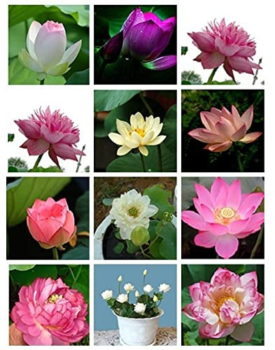 Haloppe 20 Stück Lotusblumen Pflanzensamen für die Bepflanzung des Hausgartens, Mischen Sie Lotussamen Seerose Bonsai Balkongarten Hydroponische Blumenpflanze Lotus-Samen