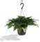 La Green Touch - Humata Tyermannii h20 cm - pianta da interno - vaso 17 cm, altezza 20 cm