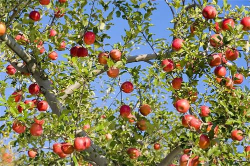 ApfelbäUme, Winterhart, MehrjäHrigePflanzen in Top Qualität, Platzsparend, Einfach Zu ZüChten, FüR GäRtner Einfach Anzubauen, GäRten, Apple Tree, Geringer Wasserbedarf, 5zwiebeln-D