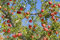 ApfelbäUme, Winterhart, MehrjäHrigePflanzen in Top Qualität, Platzsparend, Einfach Zu ZüChten, FüR GäRtner Einfach Anzubauen, GäRten, Apple Tree, Geringer Wasserbedarf, 5zwiebeln-D