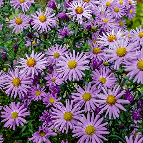 Aster ‘Barbados’ Hardy Perennial Upright Flowering Garden Plant Violet Blooms Perfect for Containers and Borders 1 x 1 Litre Pot Aster Dumosus ‘Barbados’ by Thompson and Morgan
