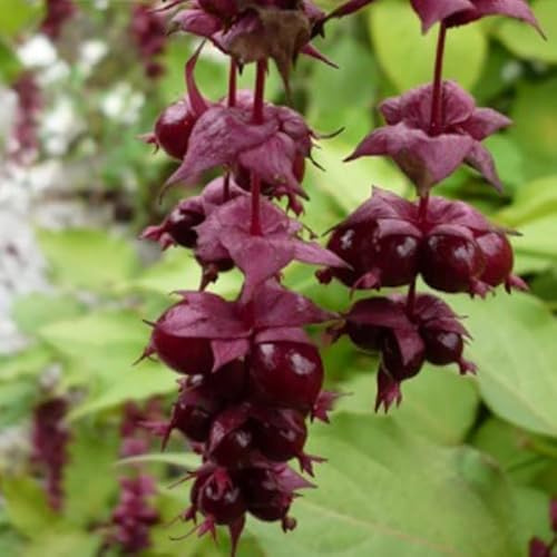 3 x Leycesteria Formosa 'Purple Rain'- Schöne Leycesterie, Karamellbeere 'Purple Rain' 40-50 cm im Container - Die Eleganz des Fasanenbaums