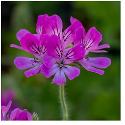 Scented Geranium Pink Capricorn - 3 Established Plants Sensory Garden Fragranced Vibrant Plants. Ready for pots Summer Garden