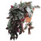 Tradescantia Natural Planta Trepadora Fácil de Mantener Ideal para Principiantes