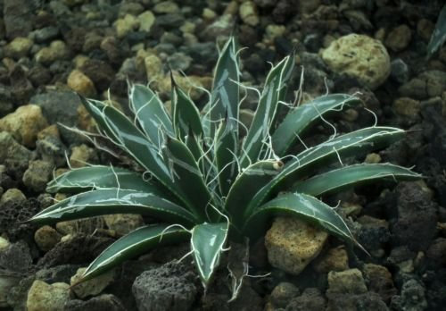 5 Samen von Agave toumeyana Bella Hardy AGAVE exotischer SEEDS
