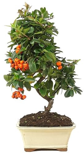 Bonsái Espina de Fuego Pyracantha Árbol con Frutos y Flores en Temporada