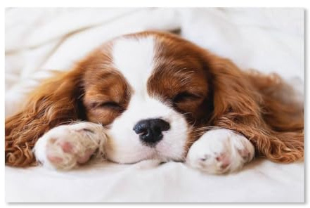 Cavalier King Charles Spaniel，Puzzle 1000 Teile,Intellektuelle Entwicklung Pädagogisches Nach Hause Interessante Dekompression Brain Challenge Puzzle Für Jugendliche Kinder（38x26cm）-G17