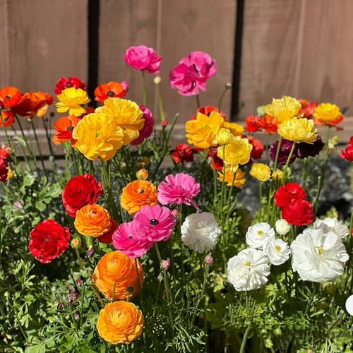 10 Pcs Ranunkeln Zwiebeln Winterhart - Ranunculus Japonicus - Blumen Pflanzen, Gartenblumen Butterblumen Blumenzwiebeln, Ranunkeln Pflanzen Knollen, Blumen Winterhart, Bienenfreund