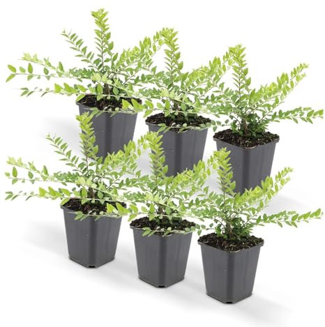 Exotenherz Bodendecker - Heckenmyrthe - Lonicera nitida 'Maigrün' - 9cm Topf - Set mit 6 Pflanzen