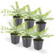 Bodendecker - Heckenmyrthe - Lonicera nitida 'Maigrün' - 9cm Topf - Set mit 6 Pflanzen