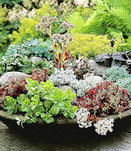 BALDUR Garten 12er Winterharte Sedum-Mischung, 2x 6er Packung | Fetthennen, Hauswurz, Stauden Sortiment, winterharte & mehrjährige Stauden, trockenresistent, pflegeleicht, blühend