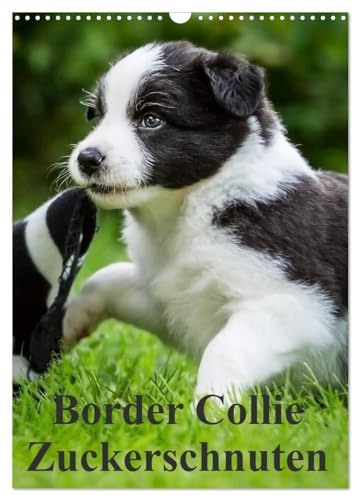 Border Collie Zuckerschnuten (Wandkalender 2026 DIN A3 hoch), CALVENDO Monatskalender: 12 Monate Spaß mit Schmunzeleffekt. Ein Must-Have für Liebhaber dieser besonderen Hunderasse. (CALVENDO Tiere)