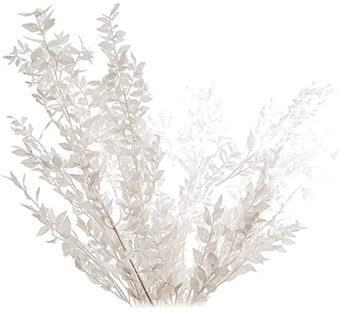 Kavylany Trockene Ruscus Blumen, 45Cm, , Hochzeitsdekoration, Umweltfreundlich