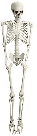 curfair 165cm Skelett Lebensgroß Halloween Deko realistische Posable Movable Joints Realistic Full Body Skeleton for Graveyard Haunted House Halloween Indoor Outdoor (weiß)