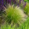 Bloomique - Set da 3 pezzi – Stipa Tenuissima coda di cavallo – Erba piumata – Erba ornamentale – Piante da giardino – Resistente – Altezza 10 – 20 cm – Vaso 9 x 9 cm