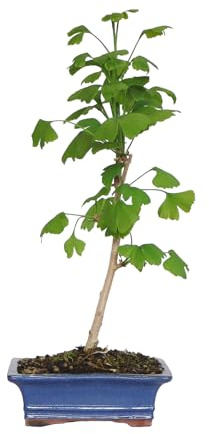 KENTIS - Bonsai di Ginkgo Biloba - Piante Vere da Esterno Ornamentali Resistenti - Giardino Balcone Terrazzo - H 28/42 cm Vaso in Ceramica 19 cm