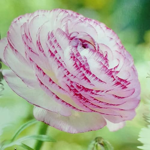Ranunculus Picotee Pink Flower Corms/Bulbs. Beautiful Hardy Colourful Flowers. (30)
