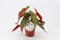 Begonia maculata wightii - Planta para truchas (35 cm)