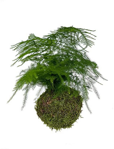 PLANTA NATURAL KOKEDAMA ASPARRAGUS COLGANTE