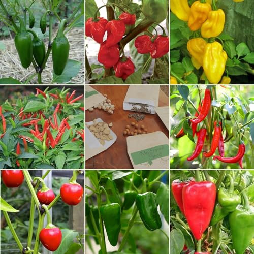 Spicy Chili Pepper Seeds Multi-Pack - 8 Different Varieties Heirloom Chillies & Peppers Seed Kit