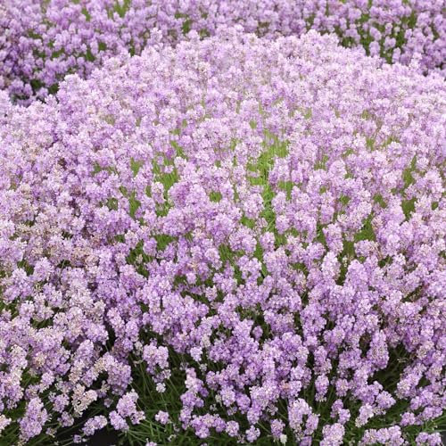 Plant Theory 9cm Pot Lavandula Angustifolia Rosea Lavender Shrub Plants