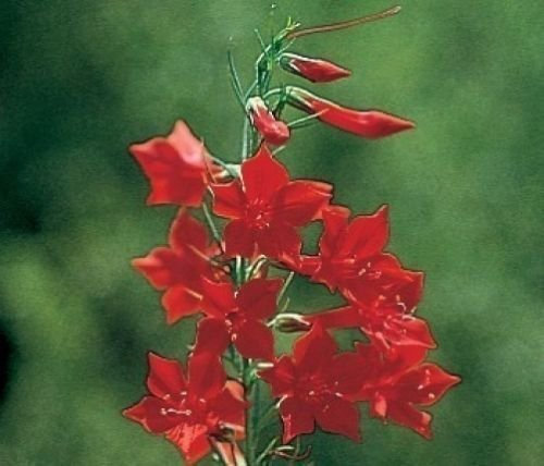in piedi cipresso, resistenti alla siccità, fiore rosso, 70 semi! Groco