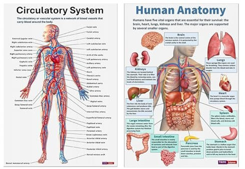Niesel Anatomie Poster,16x Nervensystem Poster | Umfassende Anatomische Lehrtafeln Für Klassenzimmer Klinik Hochschule Krankenhaus Labor & Schule Studenten & Schüler