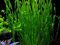 3 Bunch Vallisneria americana 'Asiatica'