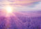 PICSonPAPER Hochwertiges Poster Sonnenuntergang über Lavendelfeld, 100 cm breit x 70 cm hoch, Dekoration, Kunstdruck, Wandbild, Fineartprint, Lavendel, Türkis, Violett