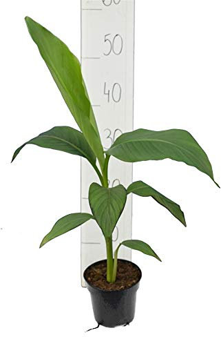 Winterharte Japanische Faserbanane - Musa basjoo - Größe 50+ cm - Topf Ø12cm