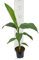 Winterharte Japanische Faserbanane - Musa basjoo - Größe 50+ cm - Topf Ø12cm