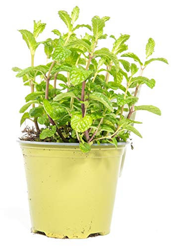 mgc24 Hugominze, echte frische Kräuter Pflanzen im 14cm Topf, Mentha species, Höhe ca. 10cm