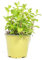 mgc24 Hugominze, echte frische Kräuter Pflanzen im 14cm Topf, Mentha species, Höhe ca. 10cm