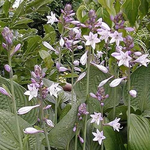 6 x Hosta 'Fortunei Hyacinthina' - Godet 9x9cm - Feuillage bleu-gris, floraison estivale, bordures