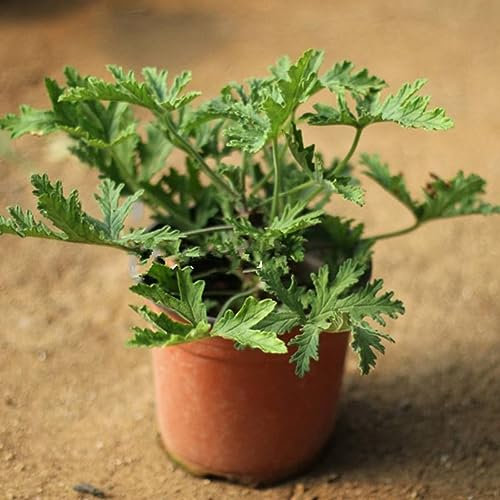PERZOE 100 Stück Citronella-Pflanzensamen, Mozzie Buster Mückenschutz, Gartenpflanzendekoration Mozzie Buster-Samen 100 STK
