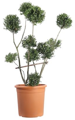eGarden.store - Pianta di Ilex Crenata Pon Pon o Agrifoglio Giapponese | Altezza: 100 cm - Diametro vaso: 30 cm | Pianta ornamentale per arte topiaria con chioma a pon pon da coltivare all'esterno