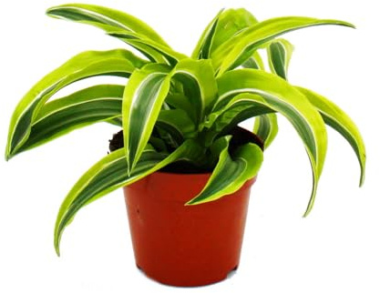 Exotenherz - Drachenbaum - Dracaena deremensis fragrans Lemon Lime - 12cm Topf - gelb-grüne Blätter