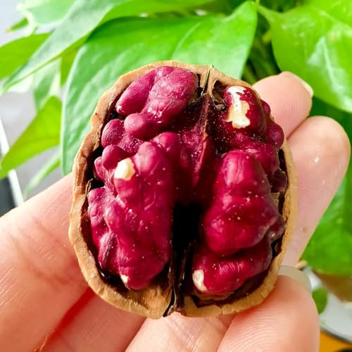 walnussbaum samen, walnuss samen, bio samen baum pflanzen alte sorten baumsamen kaufen immergrüne pflanzen winterhart bonsai samen baumsamen bonsai baum samen pflanzen für draußen 5pcs