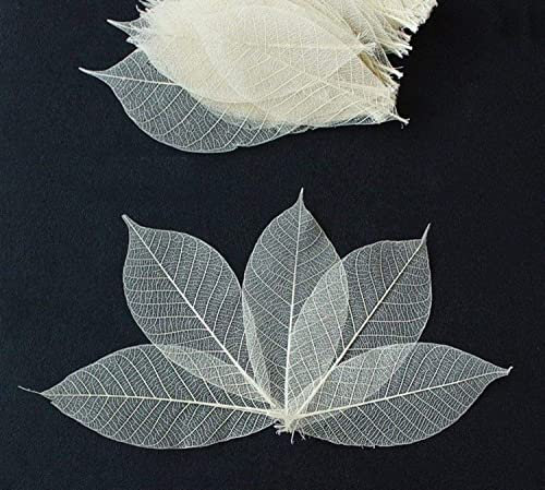 100 Stück kleine Skelettblätter, Gummibaum, natürlich getrocknet, Gummi, kleine natürliche Blätter, Skelettblätter für Bastelarbeiten, Karten, Scrapbooking, DIY, Hochzeitskarte