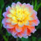 20 Dahlie Samt seltene Blumensamen seltene Mischung chinesische Bonsai Blume für zu Hause Gartendekoration 8