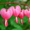 100 Samen/pack Japanische Radiata Samen weißer Reiher Orchid Seeds Welt Seltene Orchideen-Arten Weiße Blumen Orchidee Garten Pflanze Blau