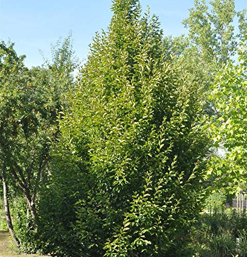 Säulen Hainbuche 100-125cm - Carpinus betulus Fastigiata