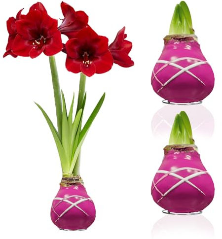 Amaryllis in Wachs Striped Purple - 2 Wachsamaryllis Blumenzwiebeln - Wax Amaryllis Zwiebel in Großformat 28/30 - Mischung von echte Pflanzen aus Holland - Hippeastrum (keine Samen, nicht künstlich)