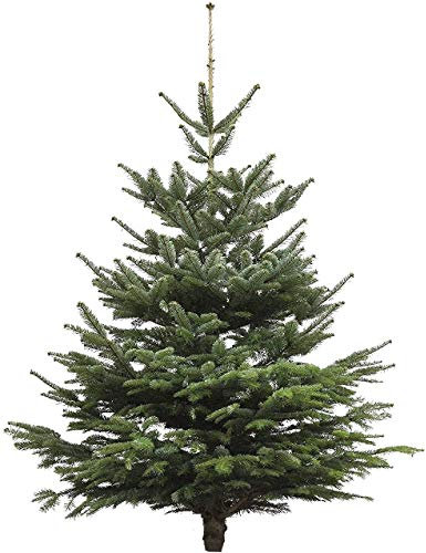 Echter Weihnachtsbaum - Nordmanntanne - frisch geschlagen Christbaum Tannenbaum (Tanne, 80-100 cm)