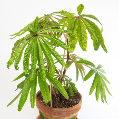 Begonia luxurians - Tropical Palm-Like Foliage with Fragrant Flowers, RHS Award-Winning Variety for Indoors and Exotic Gardens - 3X Plug Plants by Thompson & Morgan