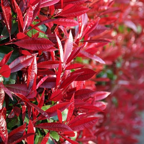 Plant Theory 1m - 1.25m Red Robin Photinia Photinia x Fraseri Shrub Plant 10L Pot