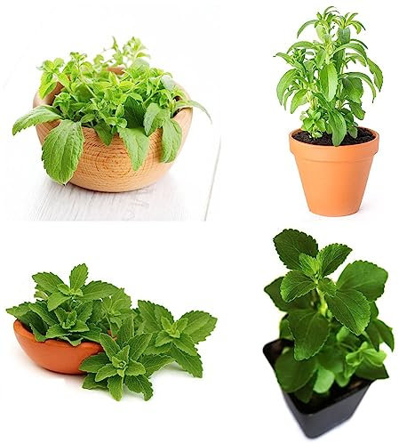 500 Stevia Rebaudiana Samen - Balkon Deko Seltene Pflanzen Deko Wohnzimmer Modern Pflanzen Für Sonnige Plätze Nachhaltige Geschenke Für Frauen Büropflanzen