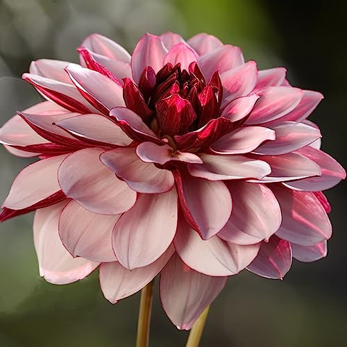 8 Pcs dahlien knollen kaufen winterhart, zimmerpflanzen, gartenpflanzen bonzai dahlien zwiebeln winterhart mehrjährig, exotische pflanzen winterhart blumenzwiebeln mehrjährig winterhart