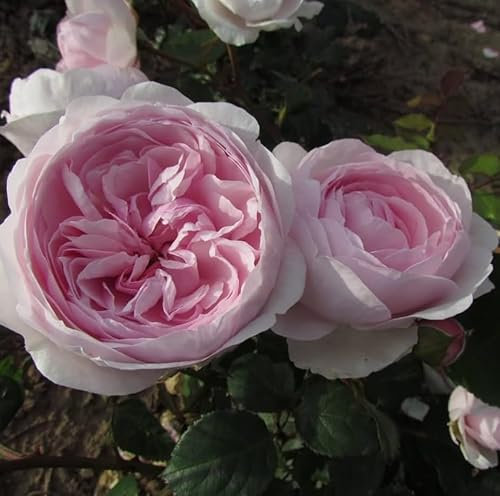 David Austin Olivia Rose - English Shrub Garden Rose Bush PRUNED - Beautifully Formed Soft Pink Blooms - Strong Fruity Fragrance in 3ltf Pot