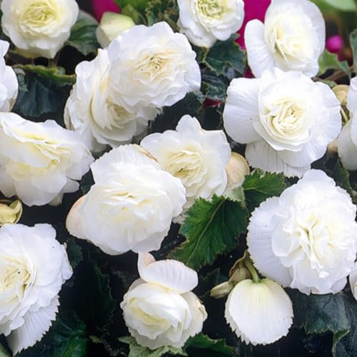Carbeth Plants Begonia Nonstop White Bedding Plants 1 x 6 Pack - Easy Grow Garden Ready Weather Resistant Outdoor Shrubs - Colourful Summer Flowers for Beds, Borders, Pots & Containers